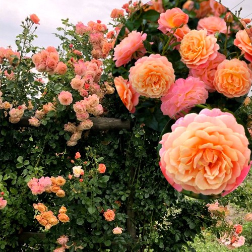 Rosa 'Peach Melba' - Roos 'Peach Melba' C4/4L